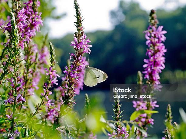 Butterfly On Heather Dark Stock Photo - Download Image Now - Blossom, Butterfly - Insect, Flower