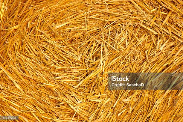 Or Closeup Stock Photo - Download Image Now - Agricultural Field, Agriculture, Autumn