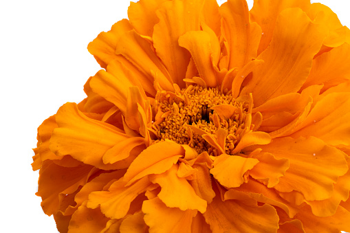 Orange Aven flower close up
