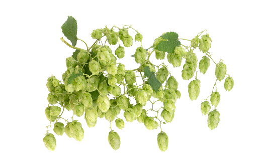 Gooseberries with Leaves on white Background