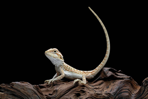 istock Baby bearded dragon sitting on wood 1441920995