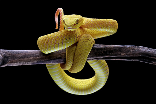 Yellow pit viper in the family viperidae, angry snake