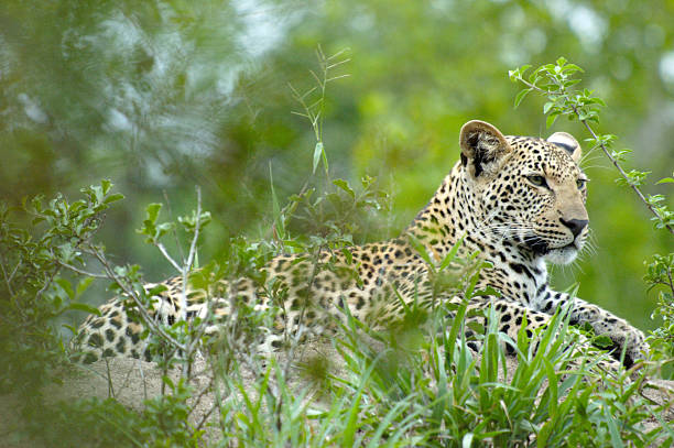 Young Male Leopard A Young Male Leopard Resting on a Mound After Supper aegis stock pictures, royalty-free photos & images