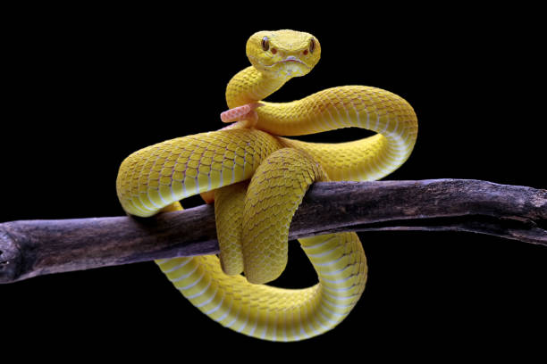 istock Yellow pit viper in the family viperidae, angry snake 1441921175