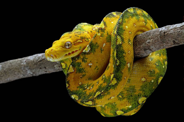 60+ Green Boa Snake Side View Stock Photos, Pictures & Royalty-Free ...