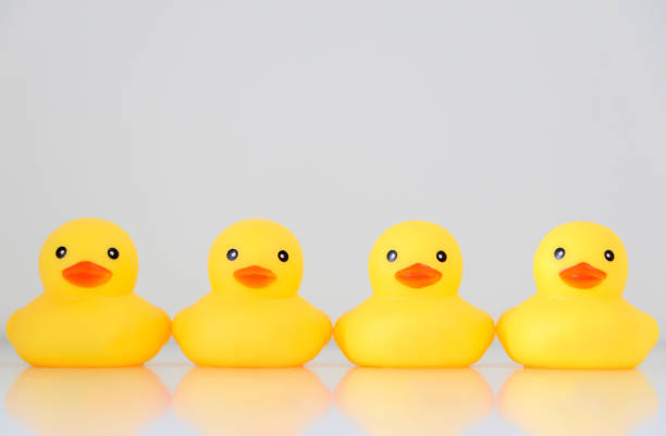 istock Four yellow rubber ducks in a row, with reflection, organisation concept, get ones ducks in a row. 1441922501