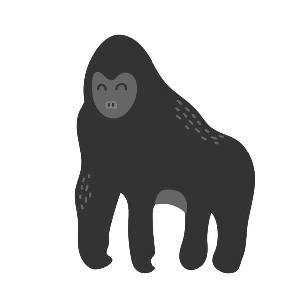 istock Gorilla African animals and wildlife, isolated primate species 1441922895