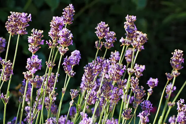 Lavender in an English garden