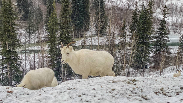 istock Group of Dall sheep Ewes in Alaska 1441924370