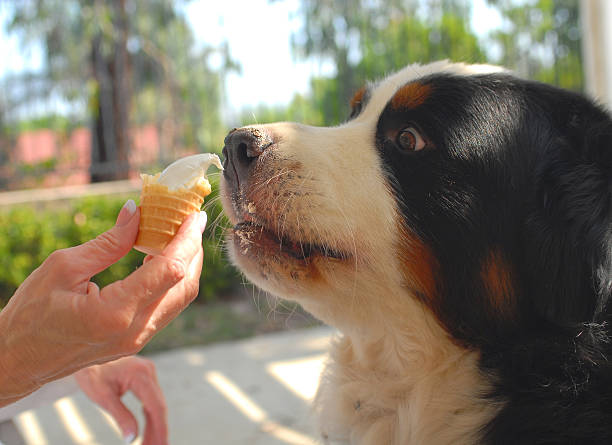 istock Dog and Ice Cream 144192440