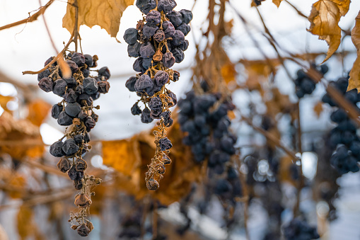 Withered unharvested blue grapes after winter