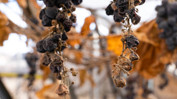 Withered unharvested blue grapes after winter