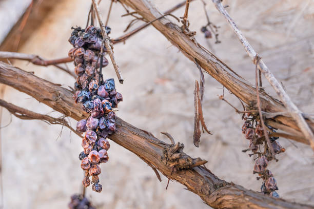 Withered unharvested blue grapes after winter