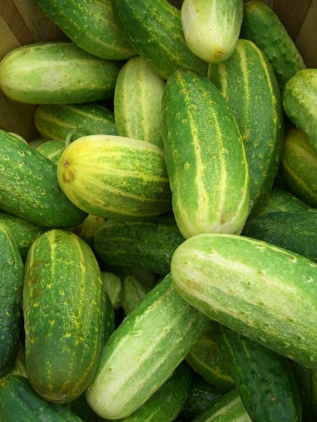 Pickling Cukes stock photo