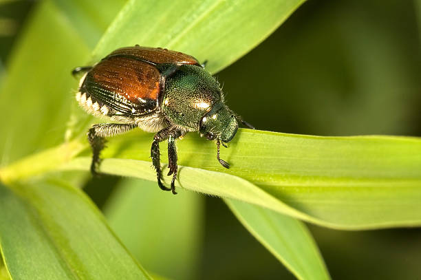 Japanese Beetle Japanese Beetle on leaf beetle photos stock pictures, royalty-free photos & images