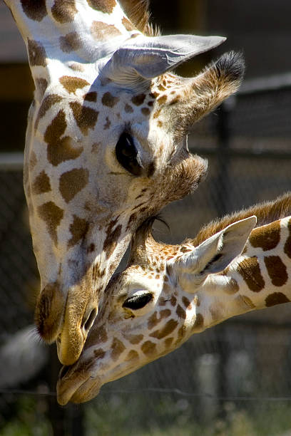 Giraffe Kissing Baby Giraffe