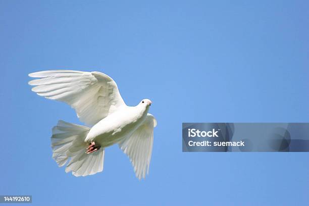 Branco Pomba - Fotografias de stock e mais imagens de Amor - Amor, Asa de animal, Azul