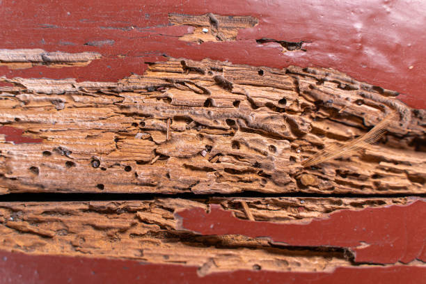 istock Wooden planks infested with pests close-up 1441926170