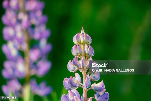 Spring In Argentinean Patagonia Trevelin Stock Photo - Download Image Now - Agricultural Field, Argentina, Beauty In Nature