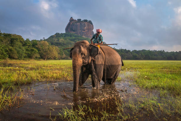 mahout montando su elefante, sigiriya rock en el fondo, sri lanka - sri lanka fotografías e imágenes de stock