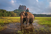 Mahout riding his elephant, Sigiriya Rock on the  background, Sri Lanka