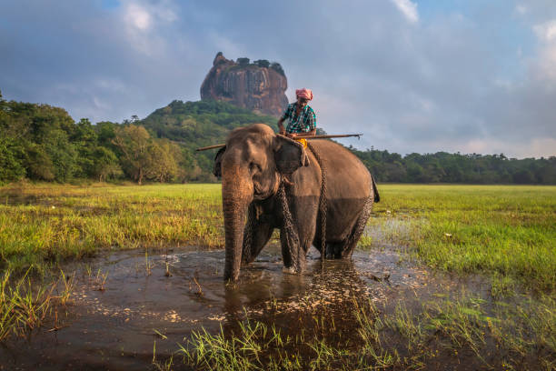 Mahout riding his elephant, Sigiriya Rock on the  background, Sri Lanka Mahout riding his elephant, Sigiriya Rock on the  background, Central Province, Sri Lanka elephant handler stock pictures, royalty-free photos & images