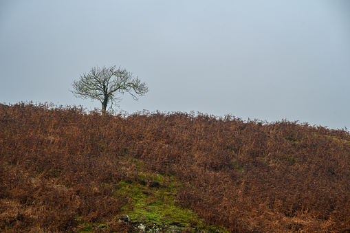 Lone tree on a hill in the mist