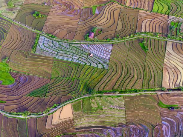 istock views of Indonesian rice fields with beautiful colorful terraced basins 1441929482