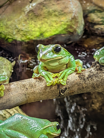 Thao Whipping Frog (Rhacophorus feae) on a branch