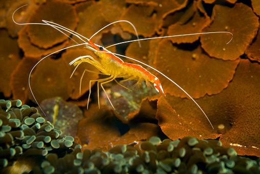 Red skunk cleaner shrimp