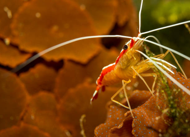 istock Red skunk cleaner shrimp - Lysmata Amboinensis 1441932613