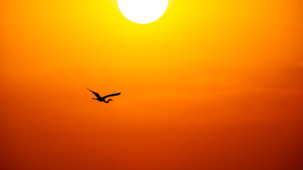 istock Sunset Bird Flying Inspiration Uplifting Spiritual Hope 16.9 Image 1441933545