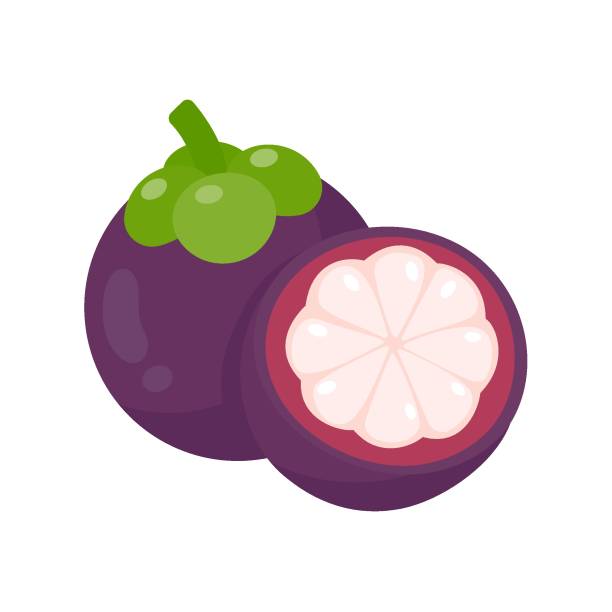 illustrazioni stock, clip art, cartoni animati e icone di tendenza di mangostano viola dolce frutta tropicale - alimentary