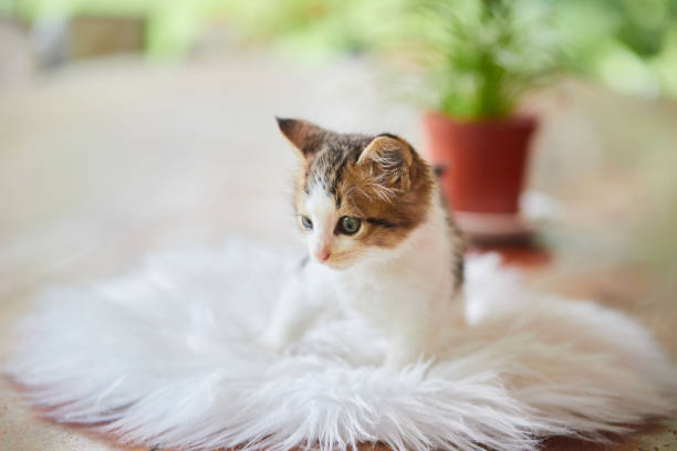Domestic cats are valued by humans for companionship.