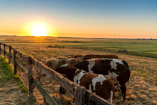 Herd of young calves eating hay at sunset, outside