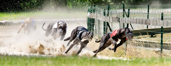 Picture of 4 very fast greyhounds racing dogs in Chatillon la palud, France