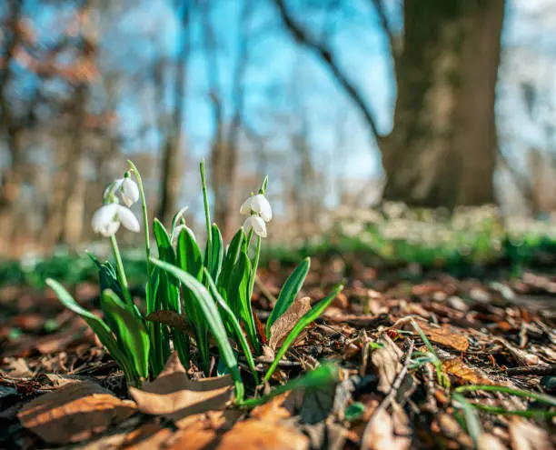 Snowdrops flowering with autumn leaves on the soil