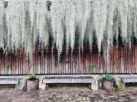 Many Spanish moss are grown as garden ornamentals. and has a wooden wall making it a classic