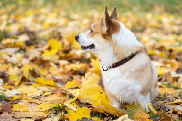 istock corgi welsh pembroke 1441937519