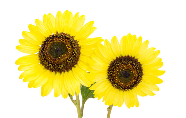 istock yellow sunflower isolated 1441938736