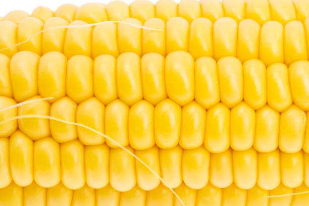 background of young corn close up