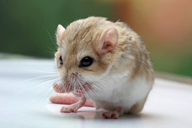 zbliżenie grubego ogona myszoskoczka - mouse gerbil standing hamster zdjęcia i obrazy z banku zdjęć