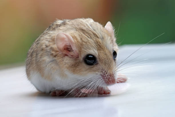 close up da cauda gorda gerbil - mouse gerbil standing hamster - fotografias e filmes do acervo