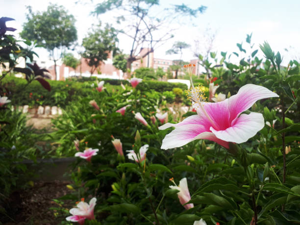 istock flowers blooming by the road 1441939574