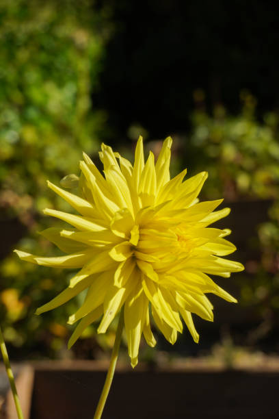 istock Flower with many yellow petals 1441939613