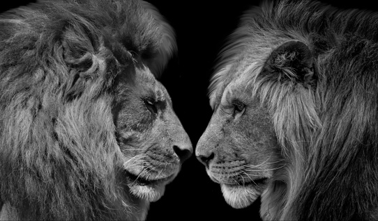Wild Bother Lion Closeup Face Wallpaper
