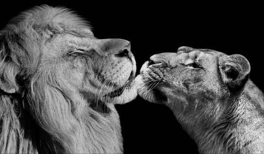 Male And Female Lion Caring With Each Other On The Dark Background