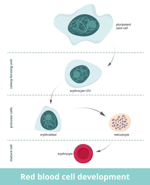 Root Development Blood 120+ Blood Cell Formation Illustrationer bildbanksillustrationer ...