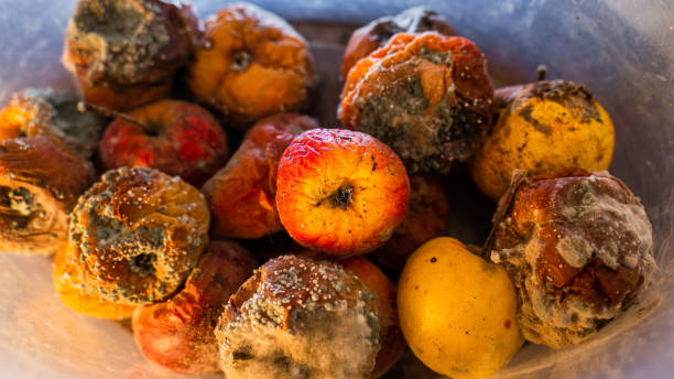 istock Rotten apples of different colors covered with mold 1441940100