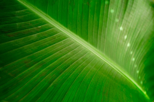 Green banana leaf close-up in the light